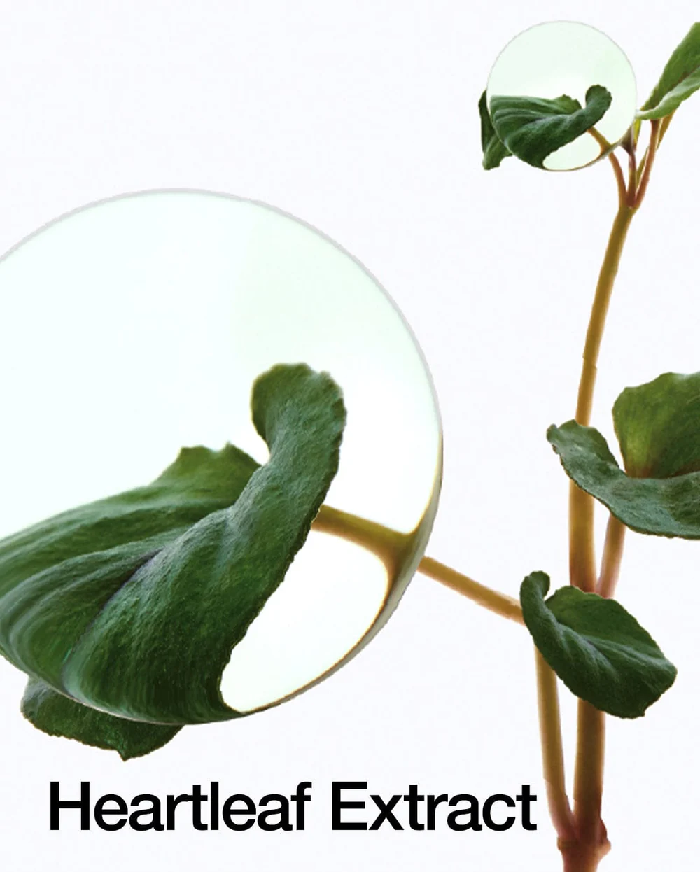 Heartleaf 70% Daily Lotion 200ml